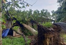 Pohon Tumbang Timpa Rumah di Wotu