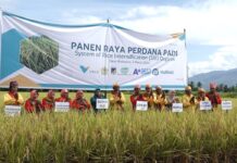 Buktikan Komitmen Keberlanjutan, PT Vale dan Alkhairaat Sinergi Konsultan CSR Panen Perdana Padi SRI Organik di Sigi