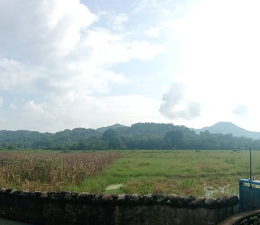 Empat Tahun Bendungan dan Irigasi Rusak, Ratusan Hektar Sawah Petani di Luwu Tidak Digarap