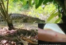 Buaya Sungai Kalaena Luwu Timur Terkam Warga