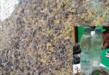 Kondisi Rumput Laut di Wotu Akibat Tercemar Minyak, Polisi Lakukan Penyelidikan