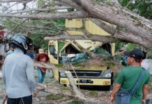 Terjadi Lagi ! Pohon Tumbang Timpa Mobil di Jalan Trans Sulawesi