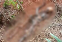 Warga Geger Temukan Kerangka Manusia di Kebun Batas Desa di Luwu Timur