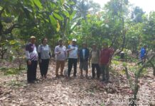 Tim Dirjen Perkebunan Kunjungi Kebun Sumber Entris Kakao di Luwu Timur