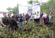 DLH Lutim Apresiasi Karang Taruna Desa Harapan Tanam 5000 Bibit Mangrove