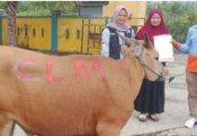 PT CLM Serahkan Enam Sapi Kurban untuk Masyarakat