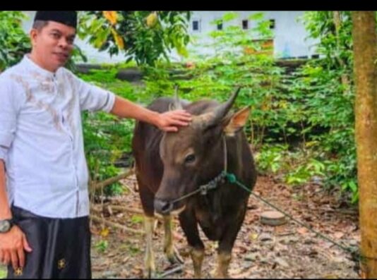 Rayakan Idul Adha, Anggota DPRD Luwu Timur Kurban Sapi
