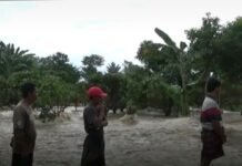 Tanggul Jebol, Tanaman Padi Petani Diterjang Banjir