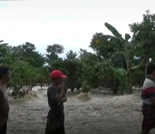 Tanggul Jebol, Tanaman Padi Petani Diterjang Banjir