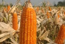 Gegara Utang Jagung Rp. 58 Juta, Oknum Pejabat di Kantor Bupati Mamuju Emosi Saat Dikonfirmasi