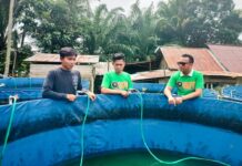 Karang Taruna Desa Tomata Sukses Usaha Budidaya Ikan Nila