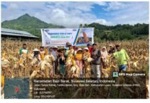 PT Alam Semesta Agro Gelar Sosialisasi Benih Jagung Bomber