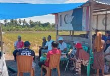 Â Anggota DPRD Kabupaten Luwu Menghadiri Panggilan Petani Panen Perdana di Desa KamanreÂ