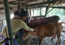 Vaksinasi Penyakit Mulut dan Kuku Sasar Tiga Desa di Kecamatan Tomoni Timur