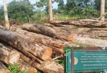 Sudah Dibebaskan, BKSDA Tetap Larang Warga Ambil Kayu Bekas Tebangan Proyek Pelebaran Jalan di Mangkutana, Bisa Dipidana ?
