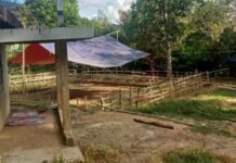 Ada Arena Judi Sabung Ayam di Toraja Siap Digunakan, Warga Minta Polda Sulsel Turun Tangan