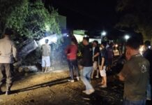 Pohon Tumbang di Jalan Poros Desa Selli, Macet Hampir Satu Kilometer
