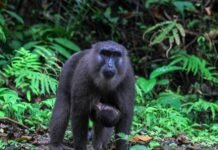 Monyet Hitam Menyerang Dua Warga di Kabupaten Luwu