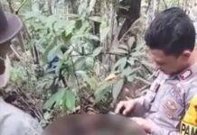 Penemuan Mayat Wanita Tanpa Identitas di Jalan Trans Sulawesi