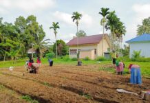 KWT SRIKANDI Desa Tarengge Gelar Kegiatan Penanaman Sayur Organik