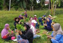 KWT Srikandi Desa Tarengge Semangat Tanam Sayur Organik, Dukung Ketahanan Pangan dan Ekonomi