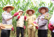 Budiman Dampingi Kapolda Sulsel Panen Perdana Jagung Program Ketahanan Pangan