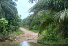 Dugaan Ilegal Loging Terjadi di Hutan Lindung Morut