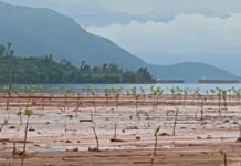 BPBD Kabupaten Morowali Utara Tanam Ribuan Pohon Mangrove