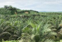 Ketua Koperasi Bunga Sawit PT Agro Nusa Abdi Telah Berikan Hak Kelola Lahan Kepada Petani PLasma