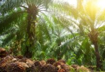 PT ANA Morowali Utara Masih Proses Penyelesaian HGU