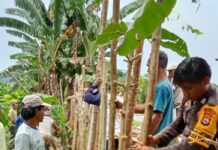 Warga Desa Alam Buana Bersama Polisi dan Pemerintah Setempat Gotong-royong Tanggul Darurat