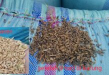 Hasil Panen di Bengo Melimpah, Bulog Gagal Serap Gabah Petani