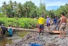 Pemdes Takkalala Bersama Puluhan Warganya Gotong Royong Angkat Batang Kelapa untuk Turap di Desa Polewali