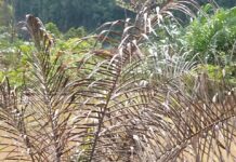 Petani Sawit di Morowali Utara Tuntut Ganti Rugi PT Enersteel