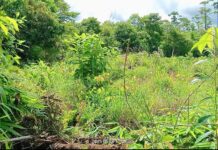 Lahan Transmigrasi Luwu Timur di SP 5 Mahalona Bersengketa !