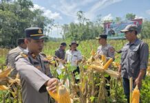 Polres Morowali Utara Panen Jagung Bersama Para Petani dan Dinas Pertanian