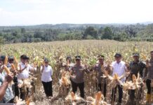 Kapolres dan Bupati Morowali Utara Panen Jagung Serentak