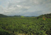 Pembagian Lahan di Towara Dipastikan Adil, PT ANA Bantah Ada Intervensi