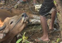 PT. CLM Berkurban Sebanyak 6 Ekor Sapi dan Dibagikan ke Masyarakat Binaan