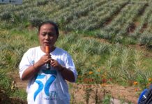 Kolaborasi PT Vale dan Desa Tabarano Ubah Lahan Kritis Jadi Kebun Nanas