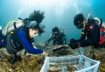 Dari Menanam Hingga Memantau, PT Vale, TNI AL, dan Masyarakat Bersatu Dalam Aksi Nyata untuk Memulihkan Laut Indonesia