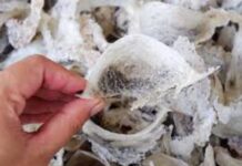 Harga Sarang Walet Anjlok Buntut 11 Perusahaan Kena Suspend Sepihak, Ribuan Buruh di PHK