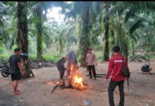 Kabur Sebelum Digrebek, Polsek Burau Bakar Arena Sabung Ayam