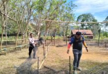 Polsek Towuti Bongkar Arena Judi Sabung Ayam