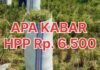 Harga Gabah Petani di Luwu Timur Anjlok, Apa Kabar HPP ?