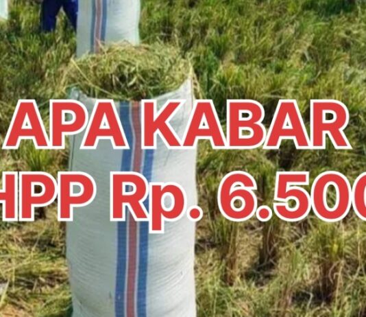 Harga Gabah Petani di Luwu Timur Anjlok, Apa Kabar HPP ?