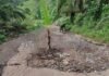Protes Jalan Poros Kawata Parumpanai Rusak Parah, Warga Tanam Pohon Pisang