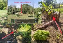 Tukar Guling Kebun Desa Selli Bermasalah, Lahan Almarhum Rani Diserobot OTK