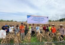 Wujudkan Ketahanan Pangan Berkelanjutan, Petani Binaan PT Vale Panen Jagung Pakan di Tondowolio