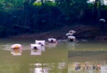 Bertaruh Nyawa Menyeberangi Sungai, Para Petani Tiap Tahun Terobos Banjir Karena Tidak Punya Jembatan